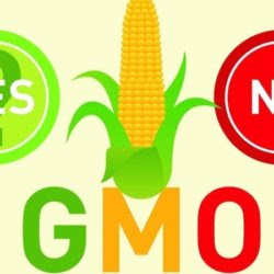 gmo