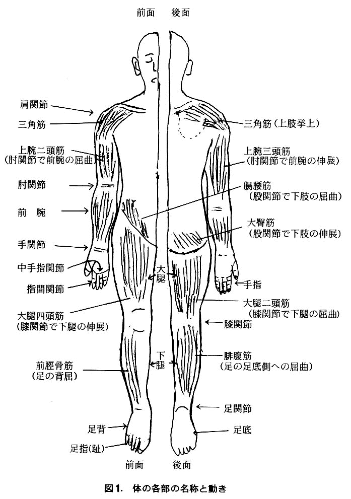 心に強く訴える体部位名称足 最高のぬりえ
