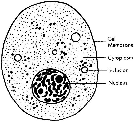 7 ultrastructure of an animal cell as seen through an electron microscope. Cape Biology And Chemistry Syllabus Biology Module 1 2 Cell Structure 2 1 Make Drawings Of Typical Animal And Plant Cells As Seen Under The Light Microscope