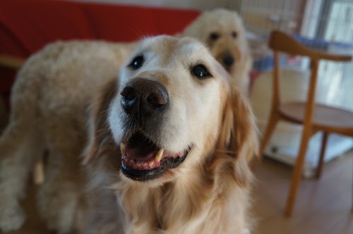 もふもふ 可愛い 大型 犬 の最高のコレクション 最高の壁紙hd