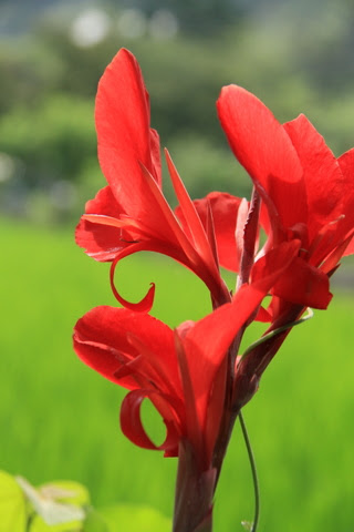 これまでで最高の夏の花 赤 最高の花の画像