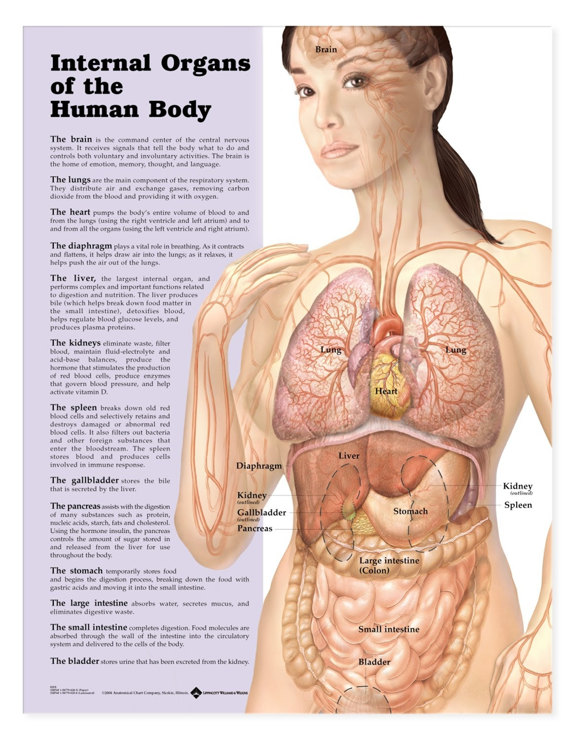 Explore the anatomy systems of the human body! Free Human Body Organs Download Free Human Body Organs Png Images Free Cliparts On Clipart Library