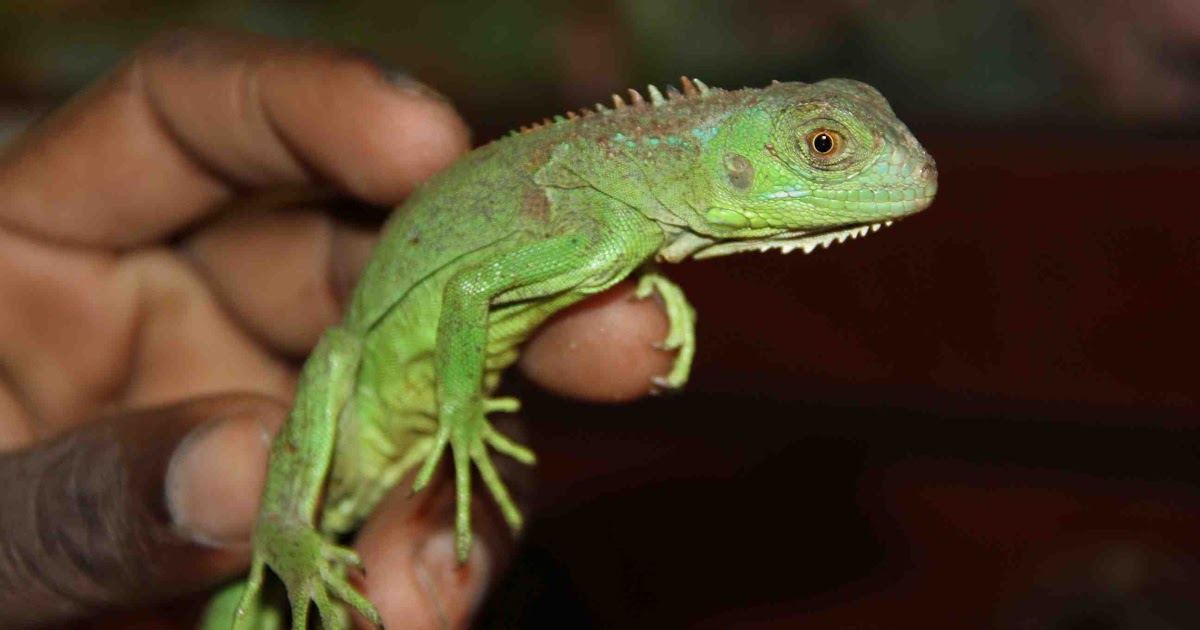  hewan  reptil  cantik untuk peliharaan  TIPS MENJINAKAN IGUANA