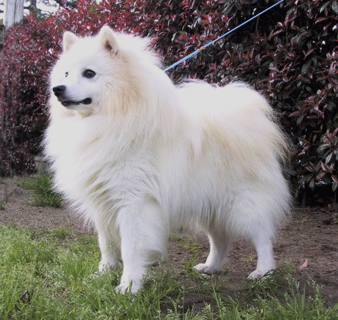 犬 スピッツ 画像 最高の画像画像
