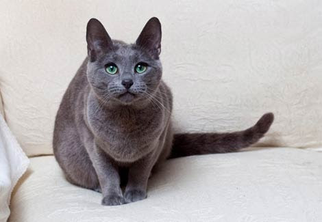 Browse 839 russian blue cat stock photos and images available, or search for russian blue cat isolated to find more great stock photos and pictures. Russian Blue Cat Breed Information Your Cat