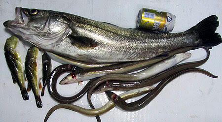 元のシーバス エラ洗い すべての魚の画像