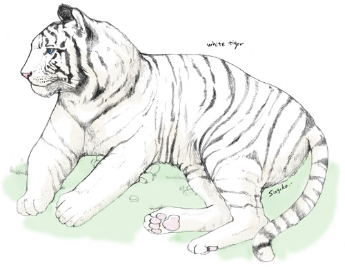 70以上 ホワイトタイガー イラスト 簡単 ただかわいい赤ちゃん
