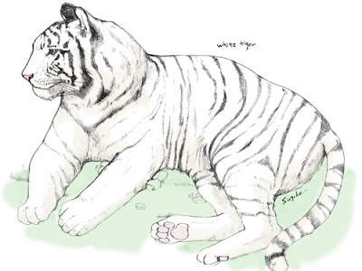 かっこいい 白い 虎 イラスト 247202