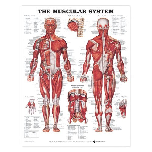 Inner hip & gluteal muscles. Download Free The Muscular System Anatomical Chart Online Book Pdf Zqpbook