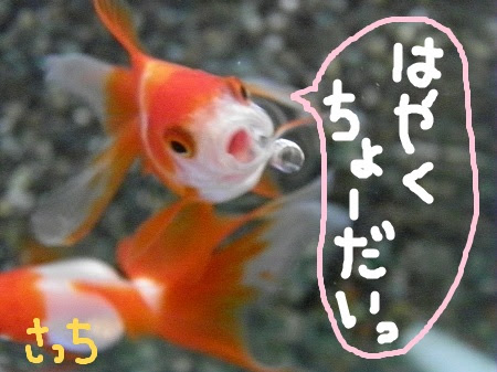 50 金魚 パクパク 金魚 パクパク 早い 水中 Mental Gambar