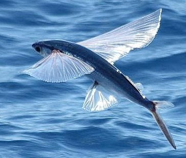 Check spelling or type a new query. Gambar Telur Ikan Terbang Gambar Ikan Hd