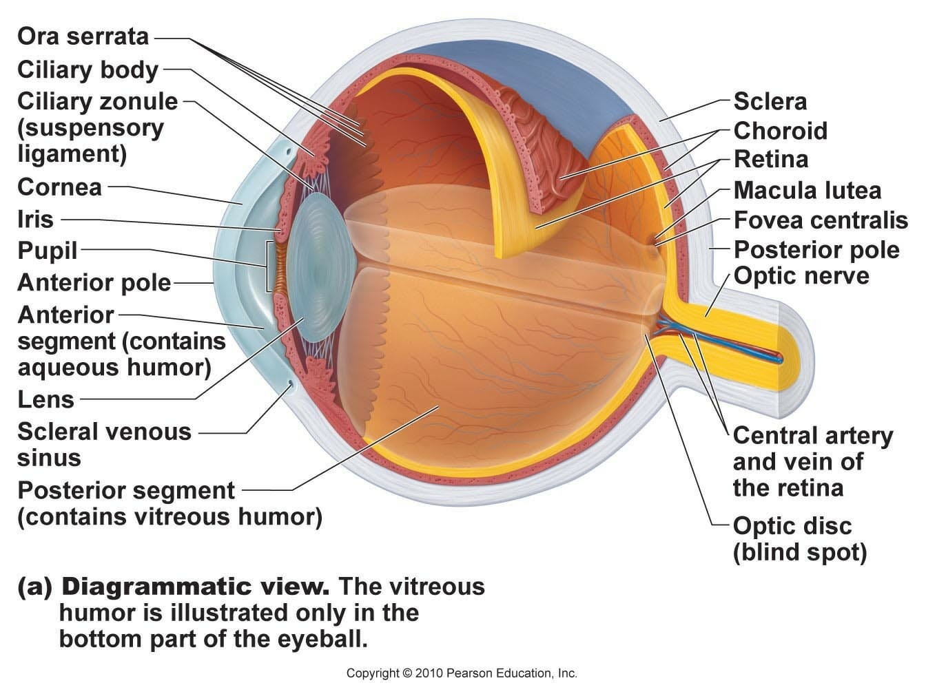 This classic torso was developed and modeled in all 3b torsos are also developed and modeled in germany. A Well Labeled Diagram Of The Human Eye Schematics Wiring Diagrams