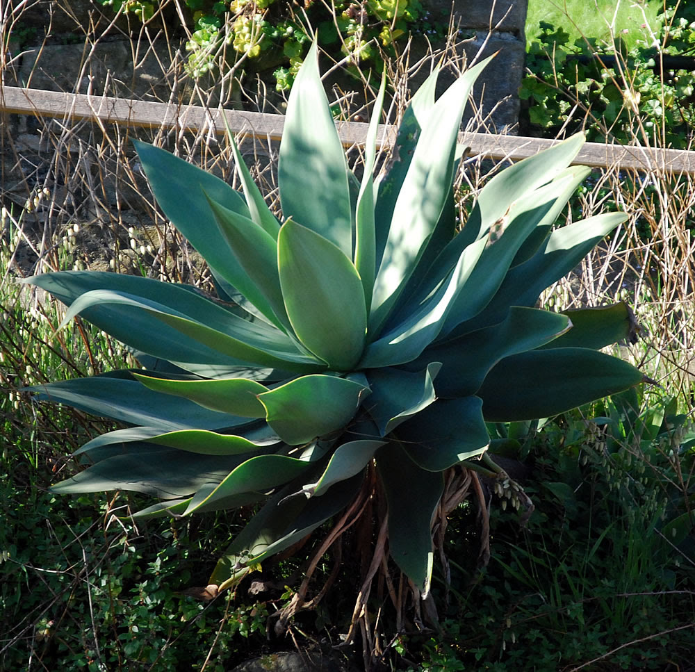 The bunny ear or angel wing cactus is a popular choice for its cute shape. Plants Flowers Agave Attenuata