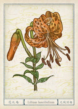 ベストコレクション チグリジア 花束 チグリジア 花束