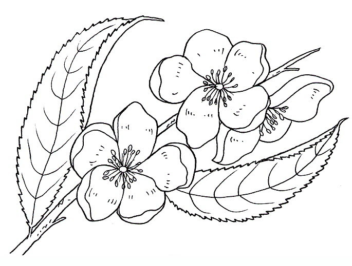 I cavalli si dividono in base alla corporatura (dolicomorfi, mesomorfi e brachimorfi) e in base al temperamento (a sangue freddo, mezzo sangue e i cosiddetti puro sangue). Fiordipesco Disegni Da Colorare Per Adulti E Ragazzi