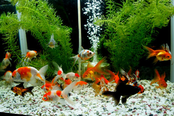 最良かつ最も包括的な 金魚 と メダカ 一緒 に 飼える 画像ブログ