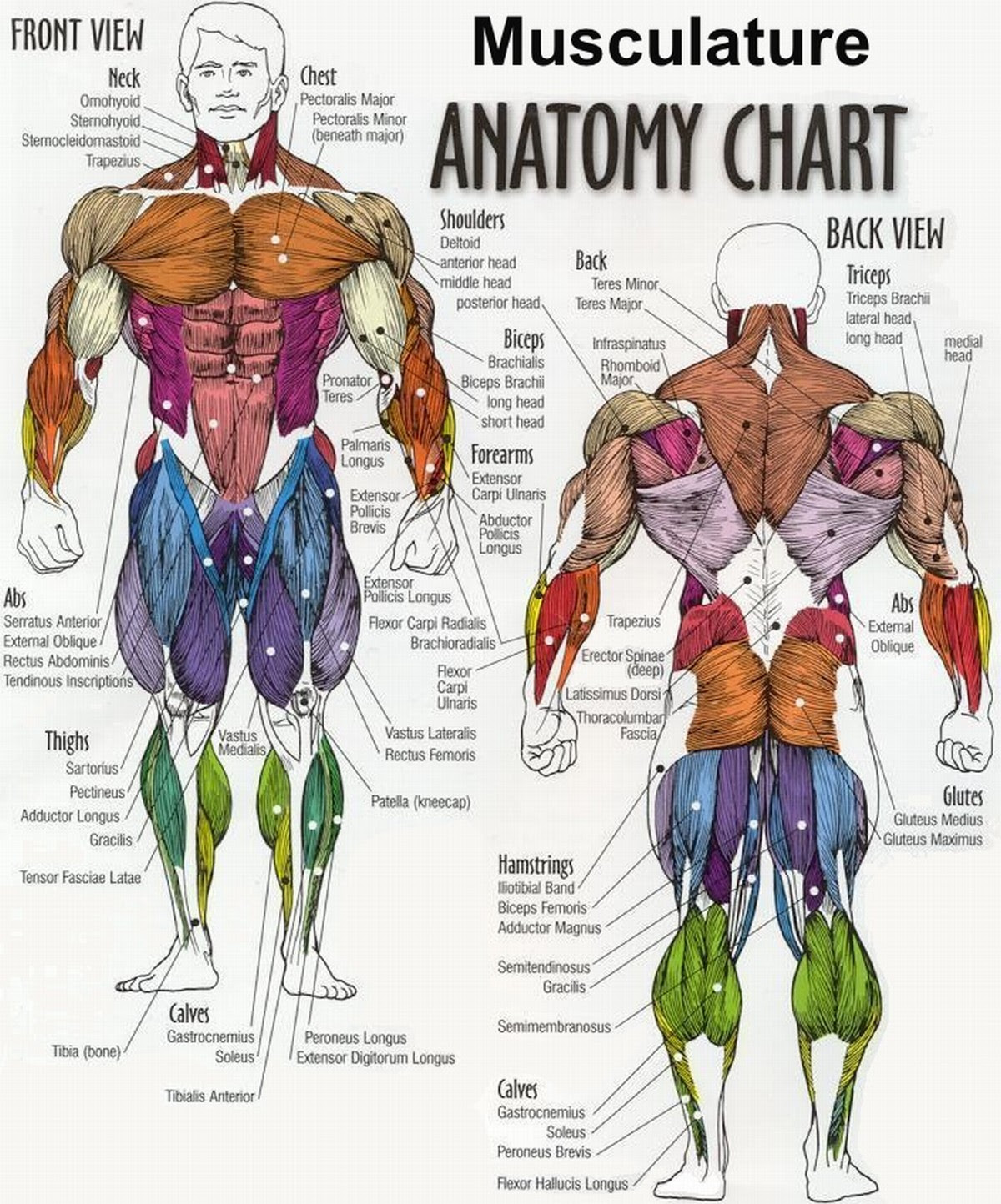 Below is a diagram showing the chest muscles depicting where the different exercises target. Best Way To Establish Chest Muscle 5 Maximizing Your Chest Exercise Sessions