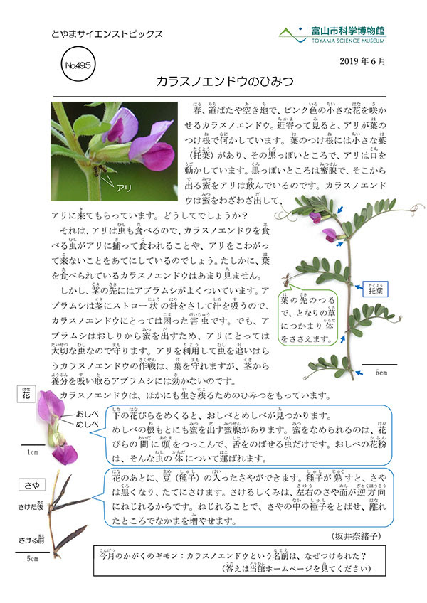 最高烏野豌豆はなんて読む 最高の花の画像