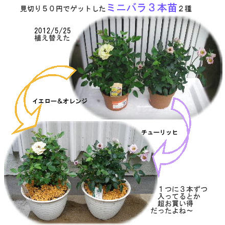 50 素晴らしいミニバラ 鉢植え 育て 方 すべての美しい花の画像