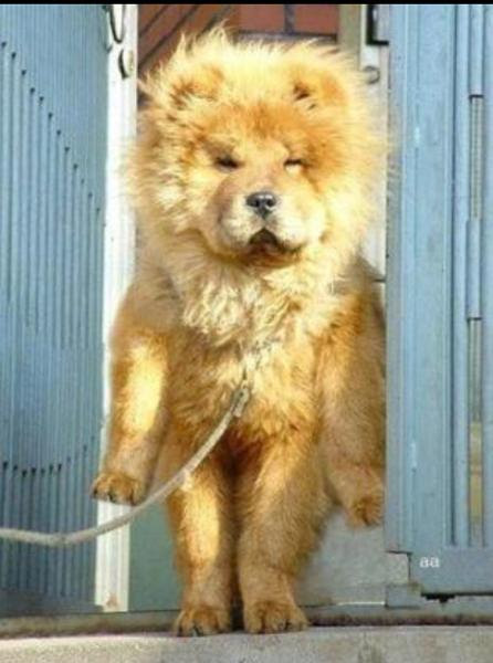 最高 Ever アマゾン Cm 犬 ざばねがも
