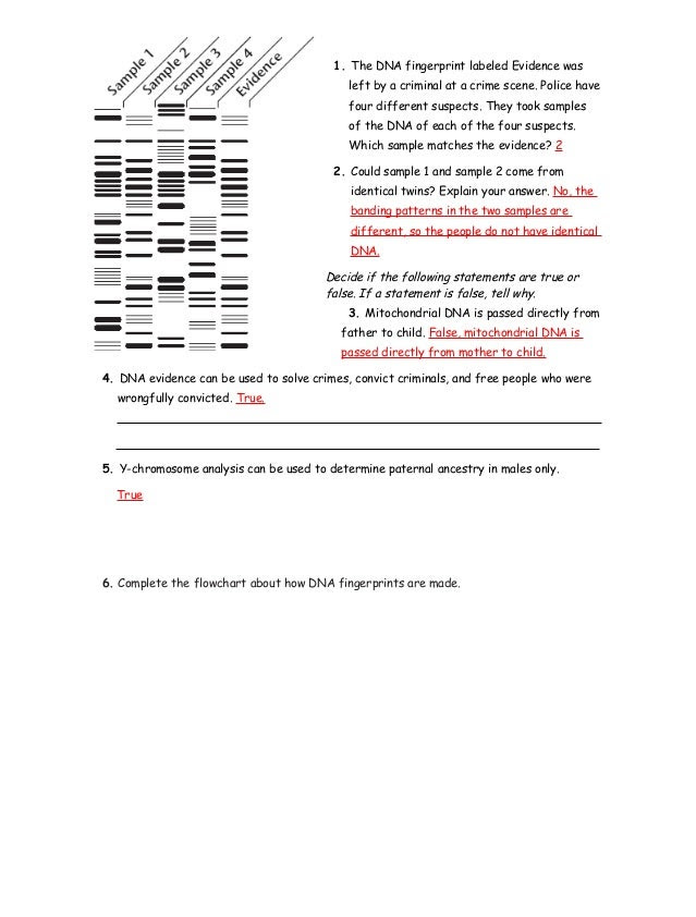 32 Dna Fingerprinting Worksheet Answer Key - Free Worksheet Spreadsheet