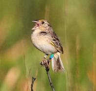 Male grasshopper sparrow