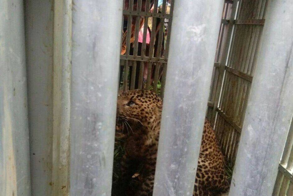 Wisata Ternak Kandang Macan / Walikota Ramlan Resmikan ...