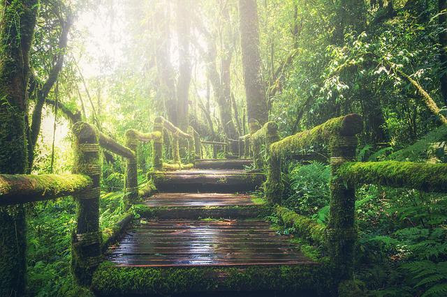 Pathway leading to the unknown in a green lush forest