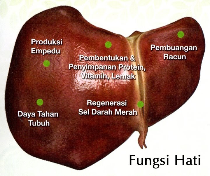 Ubat Untuk Hati Bengkak - Gambar 06