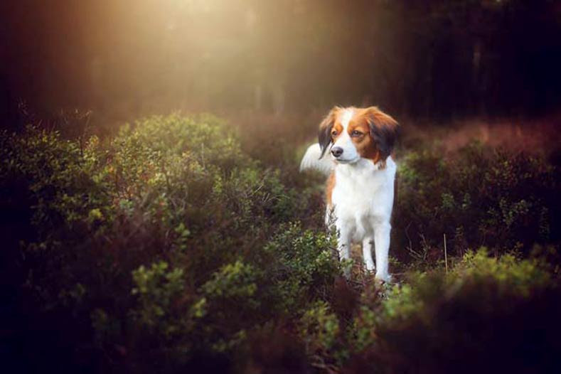 Kies het juiste ras voor uw situatie: Nederlandse Kooikerhondje It S Tongue Twisting To Pronounce But Will Make A Big Statement
