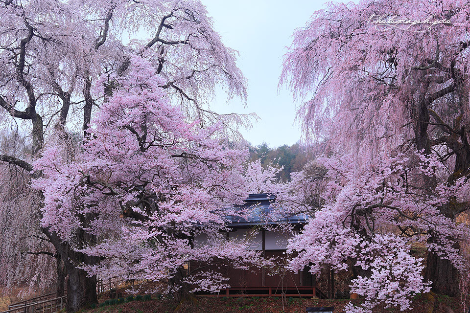 ディズニー画像ランド トップ100壁紙 桜 画像 高 画質