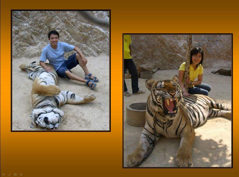 Shangrala's                                                           Thailand's                                                           Tigers 2