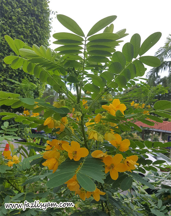Ubat Sembelit Herba - Residence t