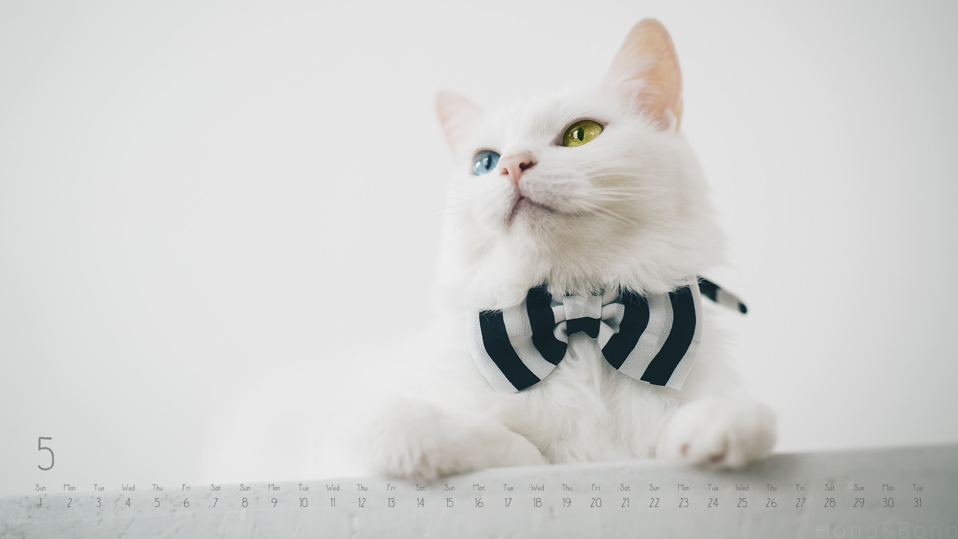 ユニーク猫 おしゃれ デスクトップ 壁紙 最高の壁紙コレクション