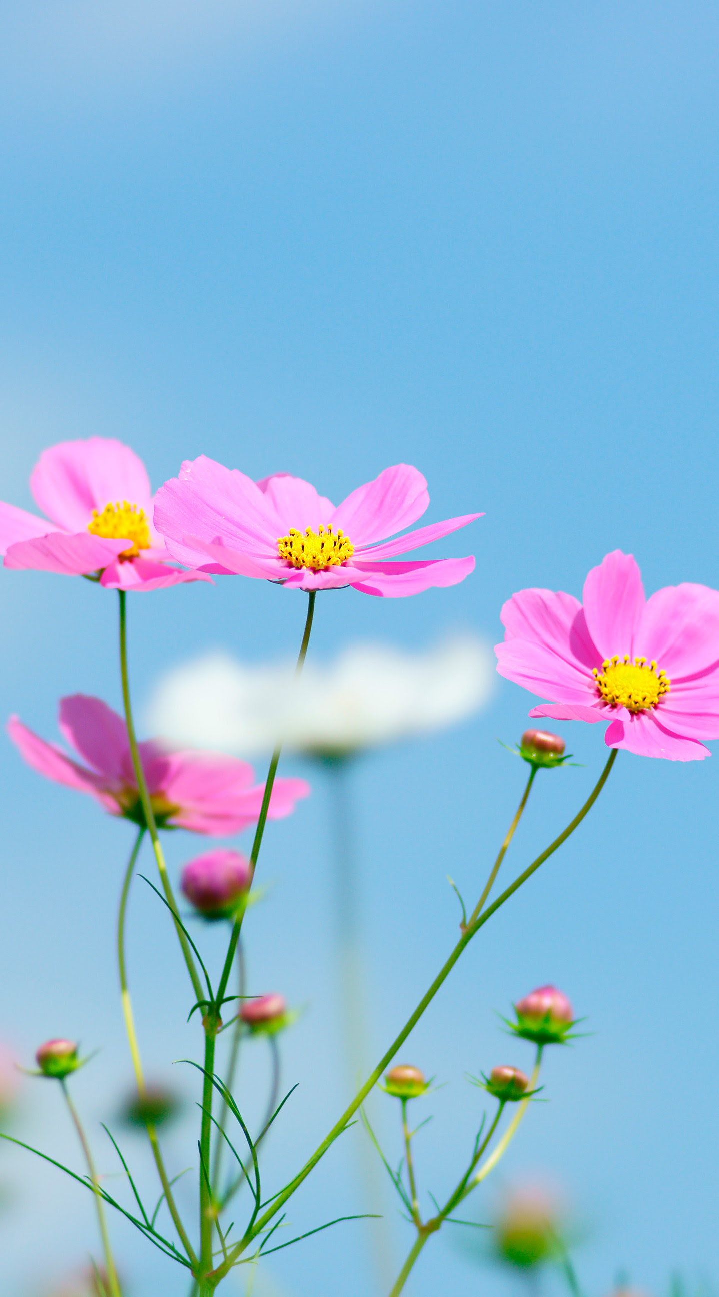 すべての花の画像 元のiphone コスモス 壁紙