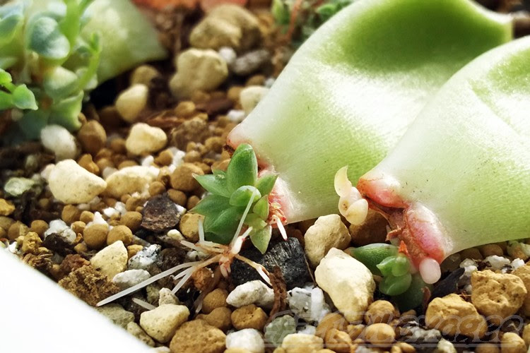 すべての美しい花の画像 新鮮な多肉植物 挿し木 根が出ない