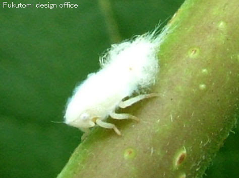 美しい花の画像 新着白い ふわふわ 小さい 虫