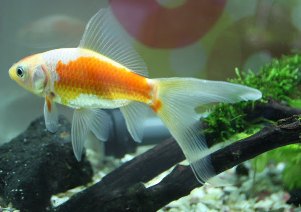 金魚 尾びれ 白い 斑点 Tuwkolz