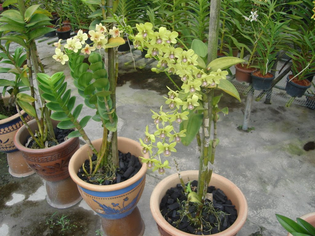 Garam adalah baja yang ideal untuk pokok kelapa. Penggemar Orkid Malaysia Menjaga Orkid Mudah Tetapi Jangan Ambil Mudah