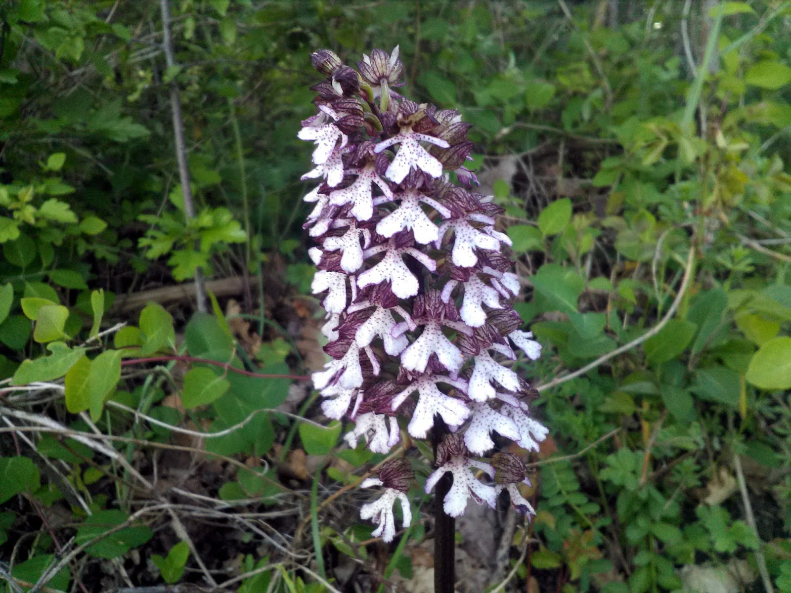 Foto di fiori vari, foto di prati fioriti, foto di prati in fiore, foto di fiori spontanei, foto di fiori di campagna, fiori selvatici, di campo o di montagna da me. Fiori Spontanei