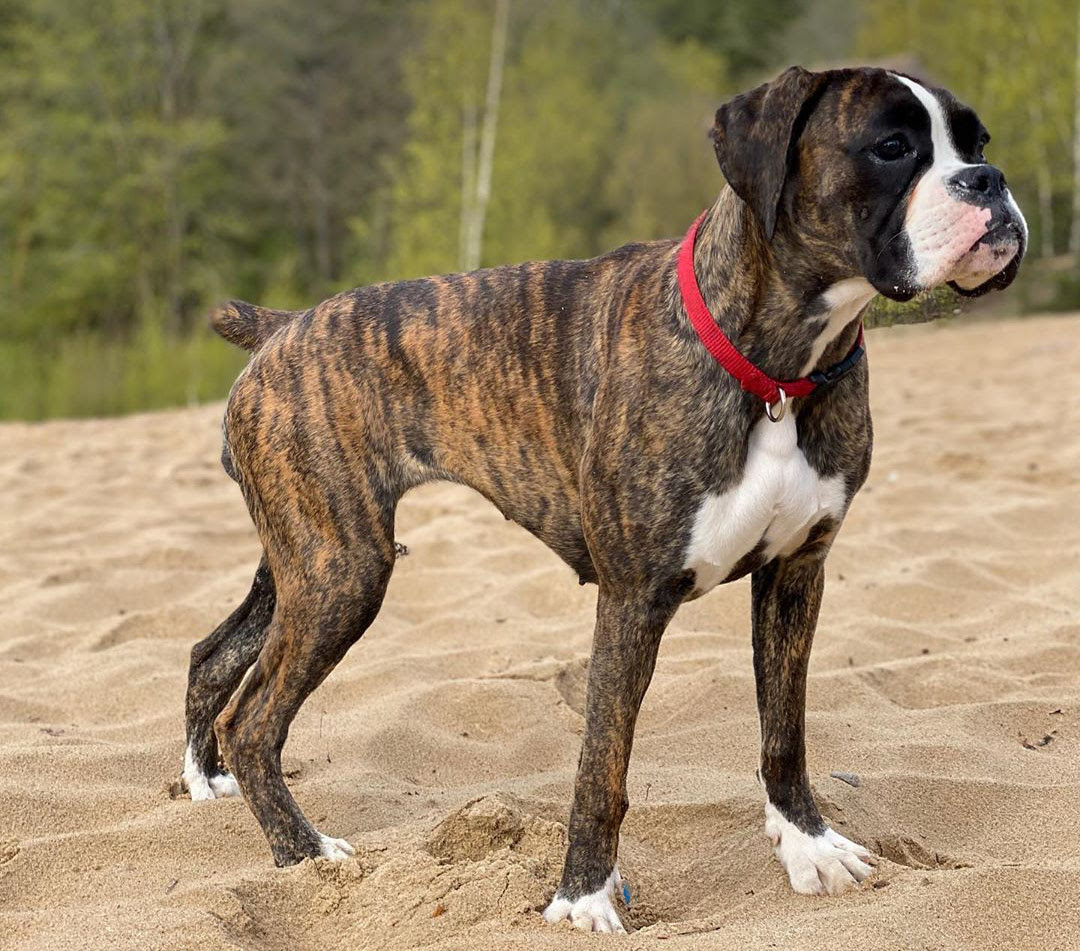 Find boxer puppies for sale with pictures from reputable boxer breeders. 10 Things You Should Know About Brindle Boxers Ned Hardy