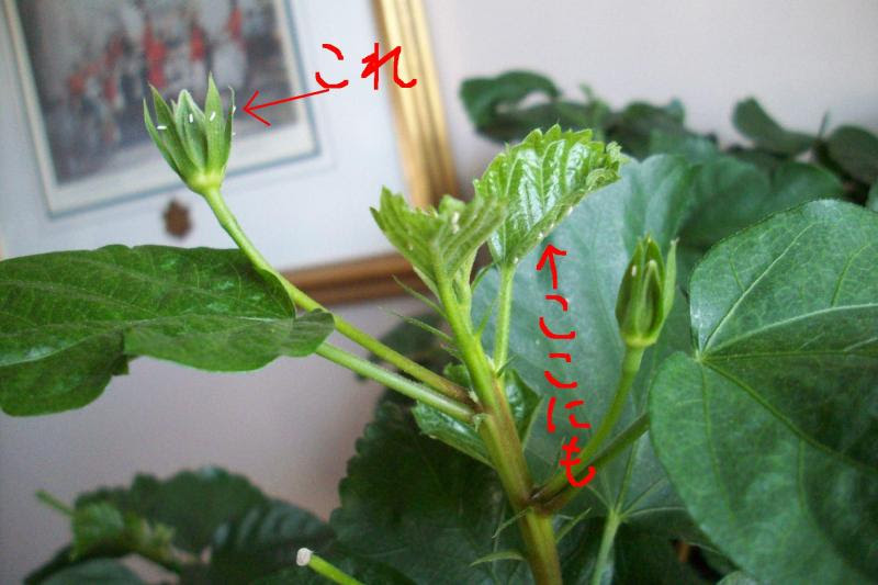 最も選択された ハイビスカス 害虫 黒い虫 誕生 日 ライン 友達