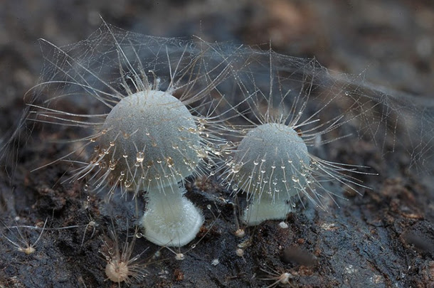 cogumelo-Hairymycena