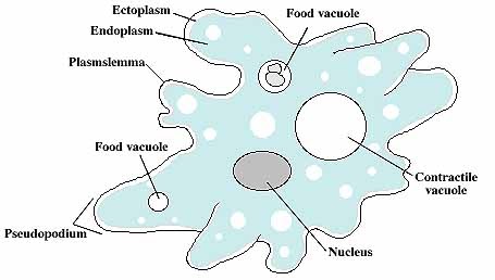 Just Hanny Protista yang  Menyerupai Hewan Protozoa  