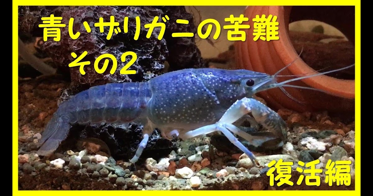 いろいろ ザリガニ 脱皮後 元気ない ザリガニ 脱皮後 元気ない Josspix0tbe