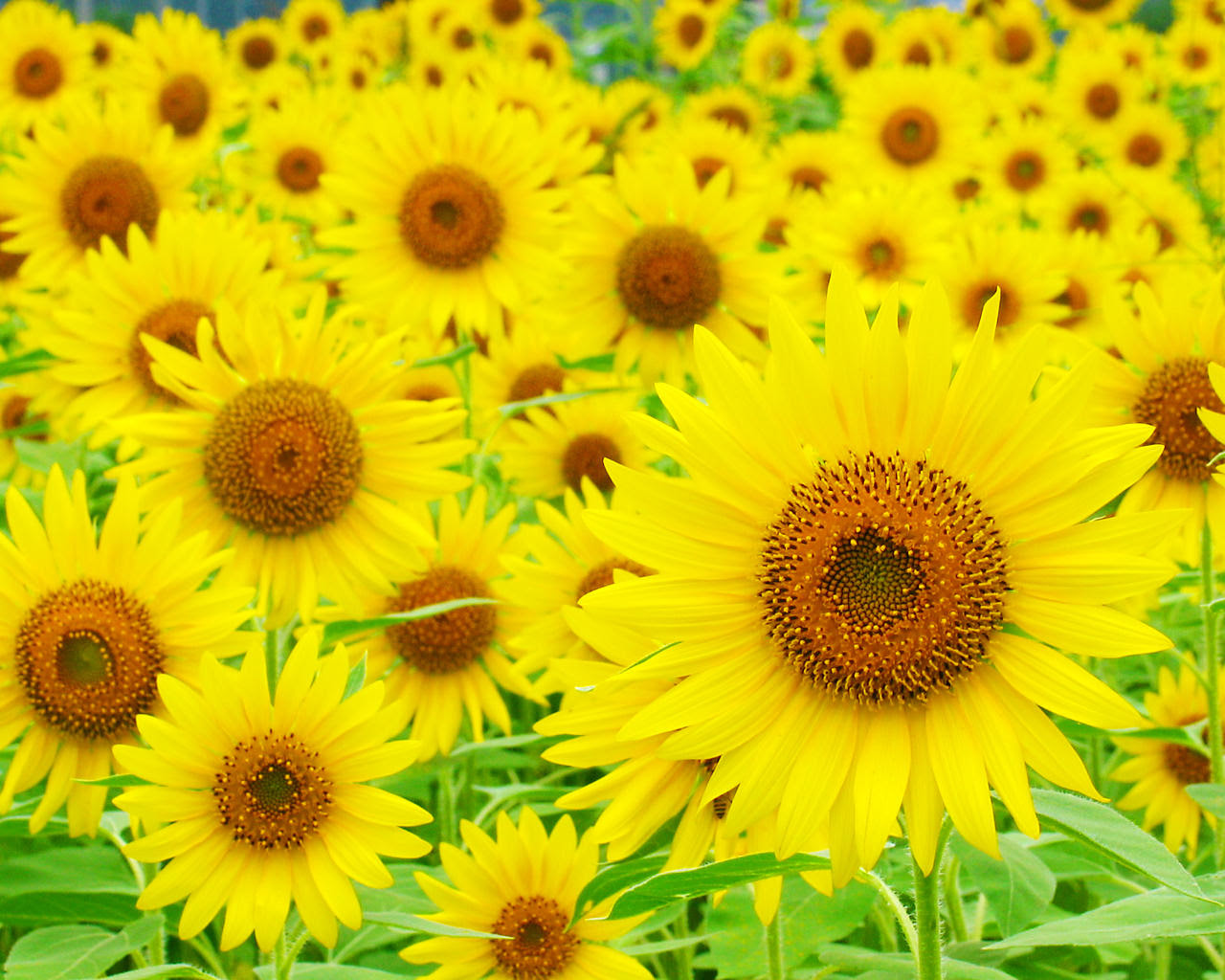 無料ダウンロード壁紙 ひまわり 最高の花の画像