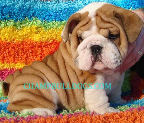 For more information about available pups, please give us a call! Champbulldogs Com Home