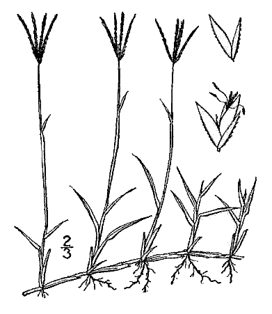 Rumput grinting (cynodondactylon) adalah jenis rumput yang memiliki kemampuan agak berlebihan dalam hal bertahan hidup dibandingkan rumput jenis lain seperti rumput teki,rumput gajah, rumput. Kawad Kawaran Cynodon Dactylon Linn Bermuda Grass Philippine Alternative Medicine Stuartxchange