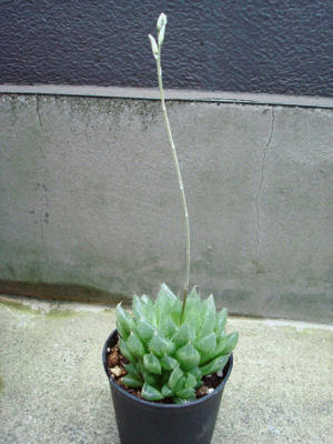 Jpdiamukpictqui4 ベスト ハオルチア 花が咲いた後 ハオルチア 花が咲いた後
