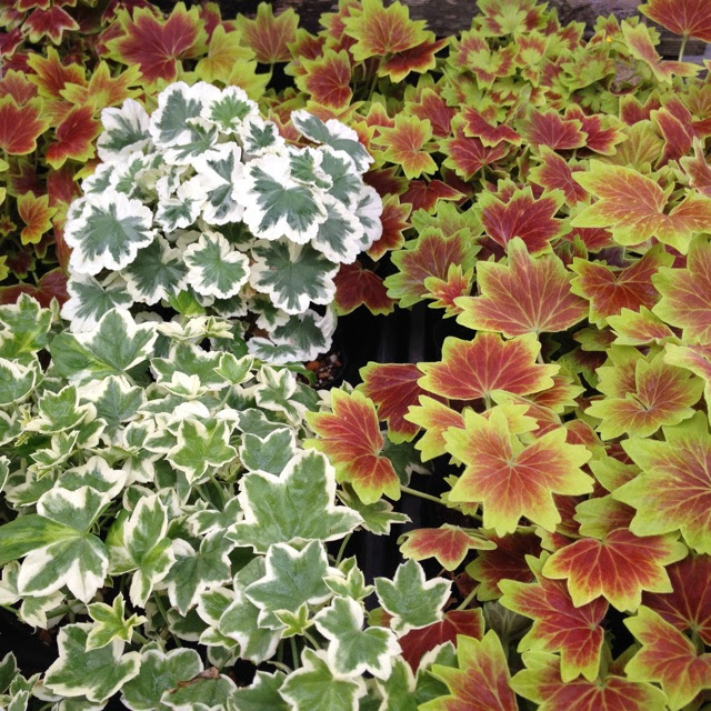 50 素晴らしいもみじ 葉 ゼラニウム 育て 方 すべての美しい花の画像